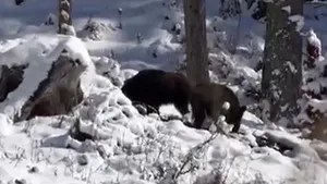În căutare de hrană, prin zăpadă: O turmă de mistreţi a fost surprinsă la ora mesei de pădurari
