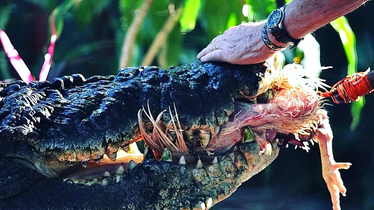 Cel mai mare crocodil din lume aflat în captivitate a murit în Australia