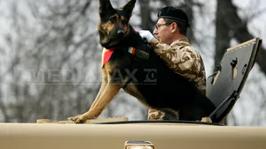 Noi reglementări privind animalele de serviciu în MApN: Menţinute în activitate pe perioada vieţii