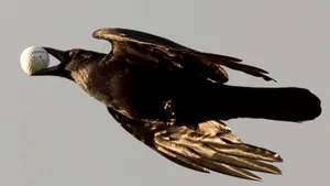 COMENTARIU Lelia Munteanu: Fore!