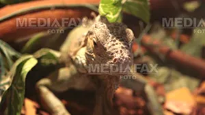Viralul. Cum s-a filmat ”Iguana scapă cu fuga de şerpi”. Chiar este fuga sănătoasă pentru om? - VIDEO