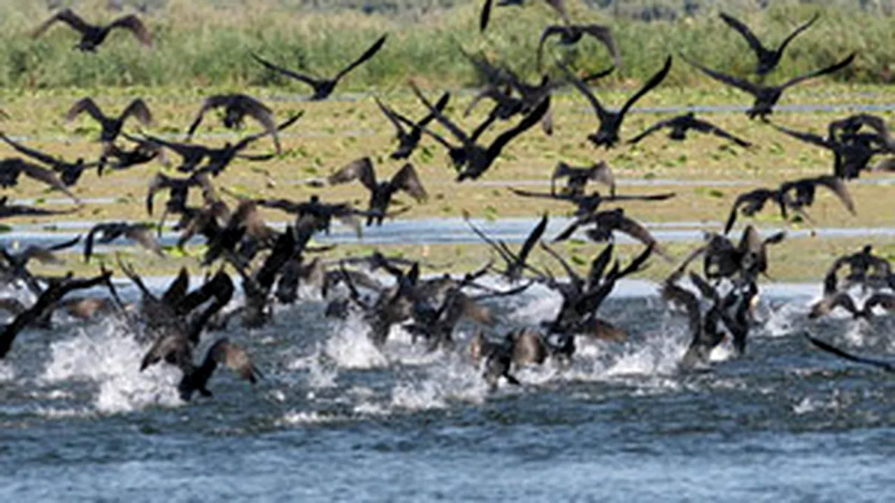 Romanian President Pushes For Strong Promotion Of Danube Delta In 2009