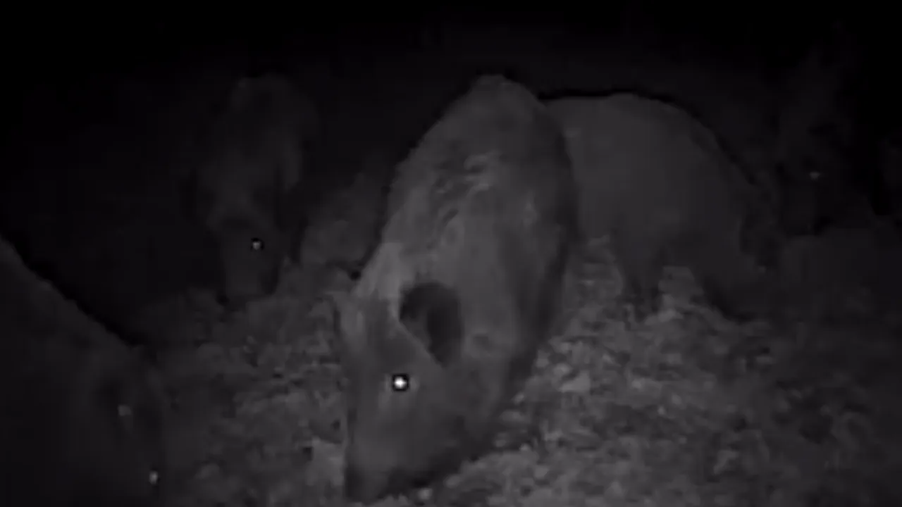 VIDEO Imagini nocturne din Neamţ cu o turmă de porci mistreţi care se pregăteşte de iarnă
