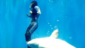 O balena a salvat viaţa unei înotătatoare din China