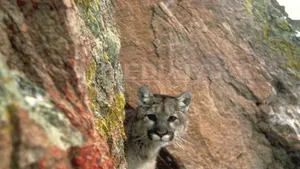 Puma din estul american, declarată în mod oficial dispărută definitiv