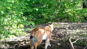 VIDEO. Imagini rare cu un râs. Animalul a fost văzut într-o pădure din Vrancea