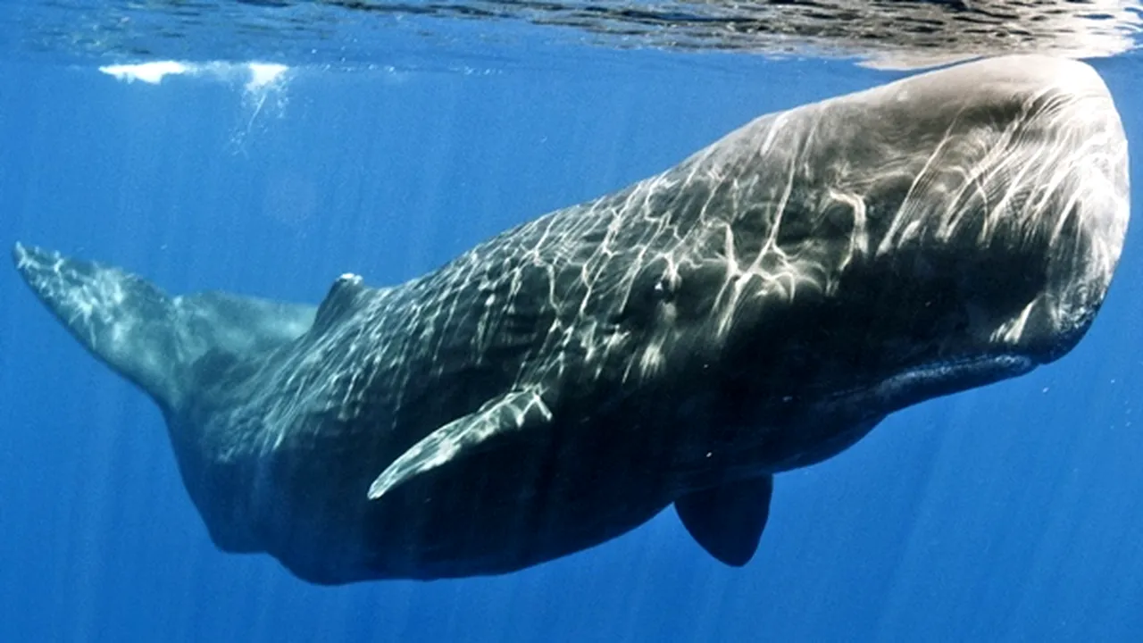 O specie străveche de balenă, redenumită după o creatură legendară din romanul 