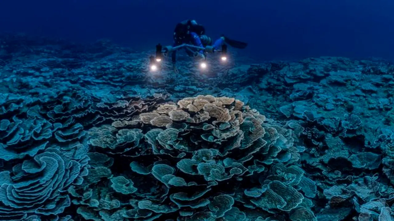 Inedit. Un recif de corali gigant şi „magic” a fost descoperit la 30 metri adâncime în largul insulei Tahiti VIDEO