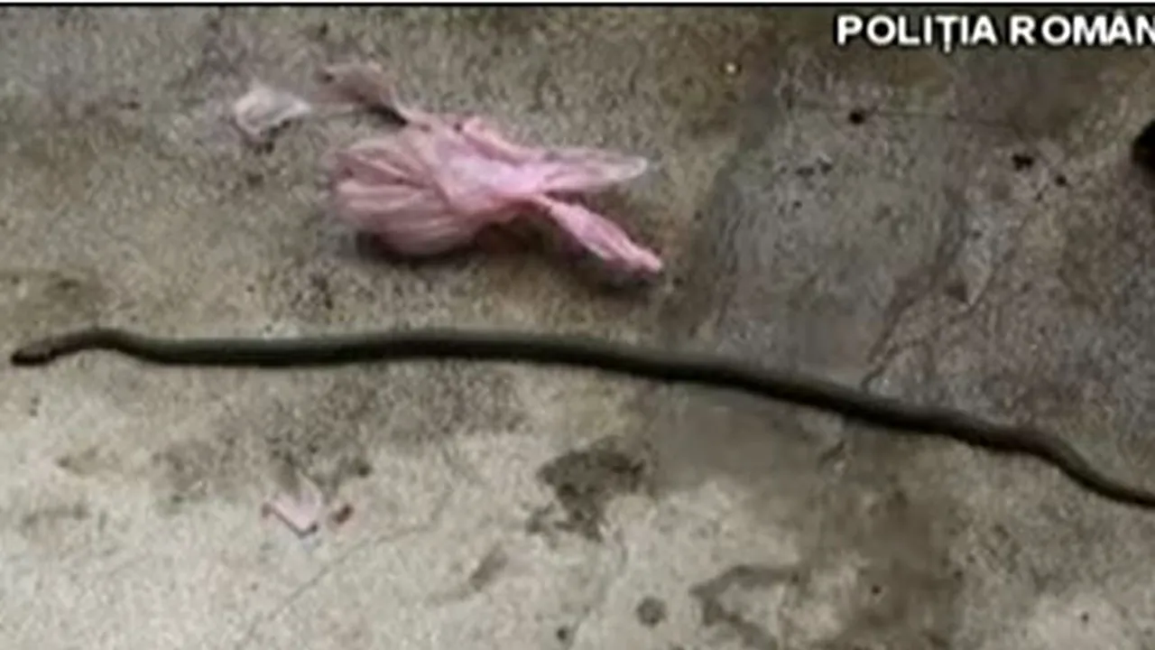 O femeie din Ploieşti s-a trezit cu 20 de şerpi în casă - VIDEO