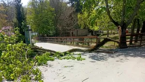Vreme rea și în Republica Moldova. Un copac a căzut la Zoo Chișinău peste un copil de 6 ani
