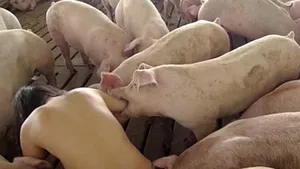 INCREDIBIL: Femeia care trăieşte complet goală, alături de porci - VIDEO