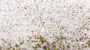 Studiu: Unde se ascunde mucegaiul toxic din casă și cum îți distruge plămânii