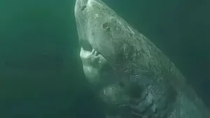 O creatură din adâncuri poate trăi secole. Oamenii de ştiinţă au descoperit de ce