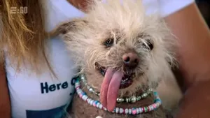 Cel mai urât câine din lume în 2019: Titlul, câştigat de metisul Scamp the Tramp | VIDEO