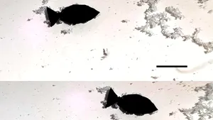 Oamenii de ştiinţă au creat un robot-peşte care este programat să elimine microplasticele din mări şi oceane