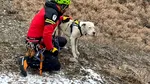 Câine blocat pe o stâncă în Prahova, salvat de pompieri şi salvamontişti
