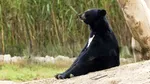 Japonia: Ursul care a provocat închiderea a 94 de școli a fost capturat după patru zile