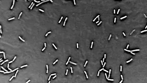Trei specii necunoscute de bacterii, descoperite în stratosferă