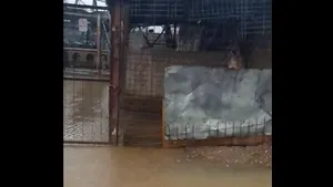 VIDEO Ploile afectează şi animalele din adăposturi. În Galaţi, câinii s-au urcat pe cuşti, din cauza inundaţiei