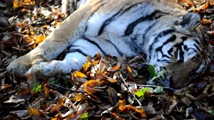 Tigrul care a fugit de la Zoo Sibiu avea valoarea de inventar de 50 de lei