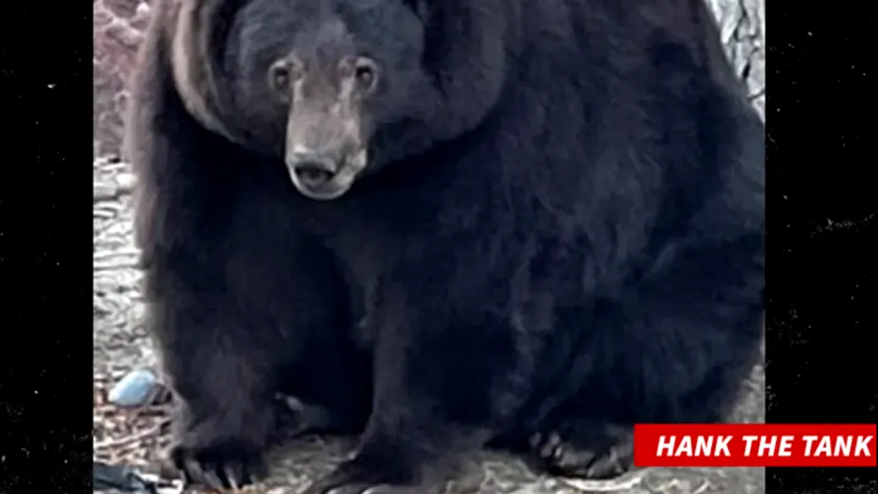 Hank the Tank, ursul care a spart peste 20 de case într-un orăşel din California, a fost capturat şi va fi relocat