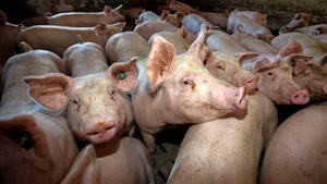 „Devii vegetarian sau îţi mânănănci animalul de companie”. Show-ul de televiziune care lansează o provocare ciudată - VIDEO 