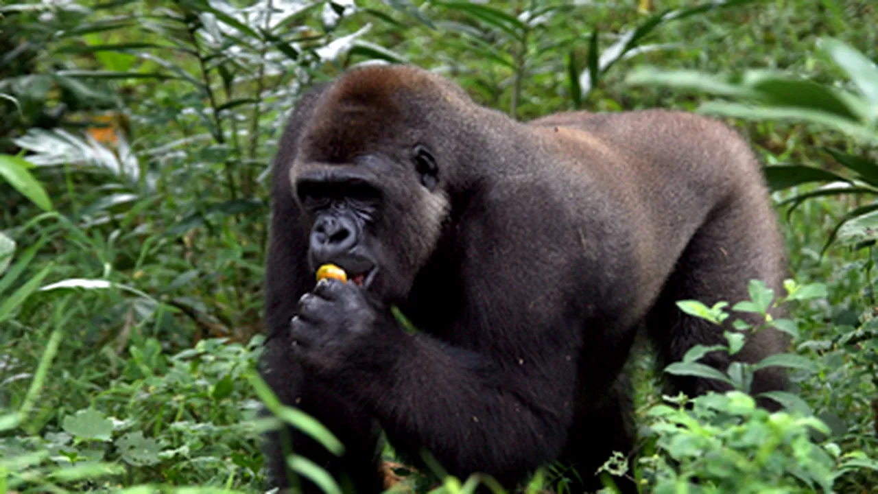 Râsul la oameni şi primate demonstrează existenţa unui strămoş comun