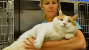 Ai adopta o pisică de 18 kilograme? Povestea lui Miau, felina care trebuie să ţină dietă - VIDEO