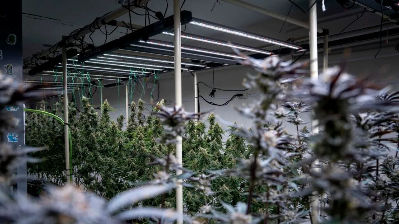 Europa îl folosește de mii de ani, dar UE s-a trezit să-l interzică | Ofensivă fără precedent împotriva alimentelor și a florilor de canabis nepsihoactiv
