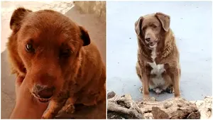Bobi doboară recordul Guinness World Record pentru cel mai bătrân câine din toate timpurile
