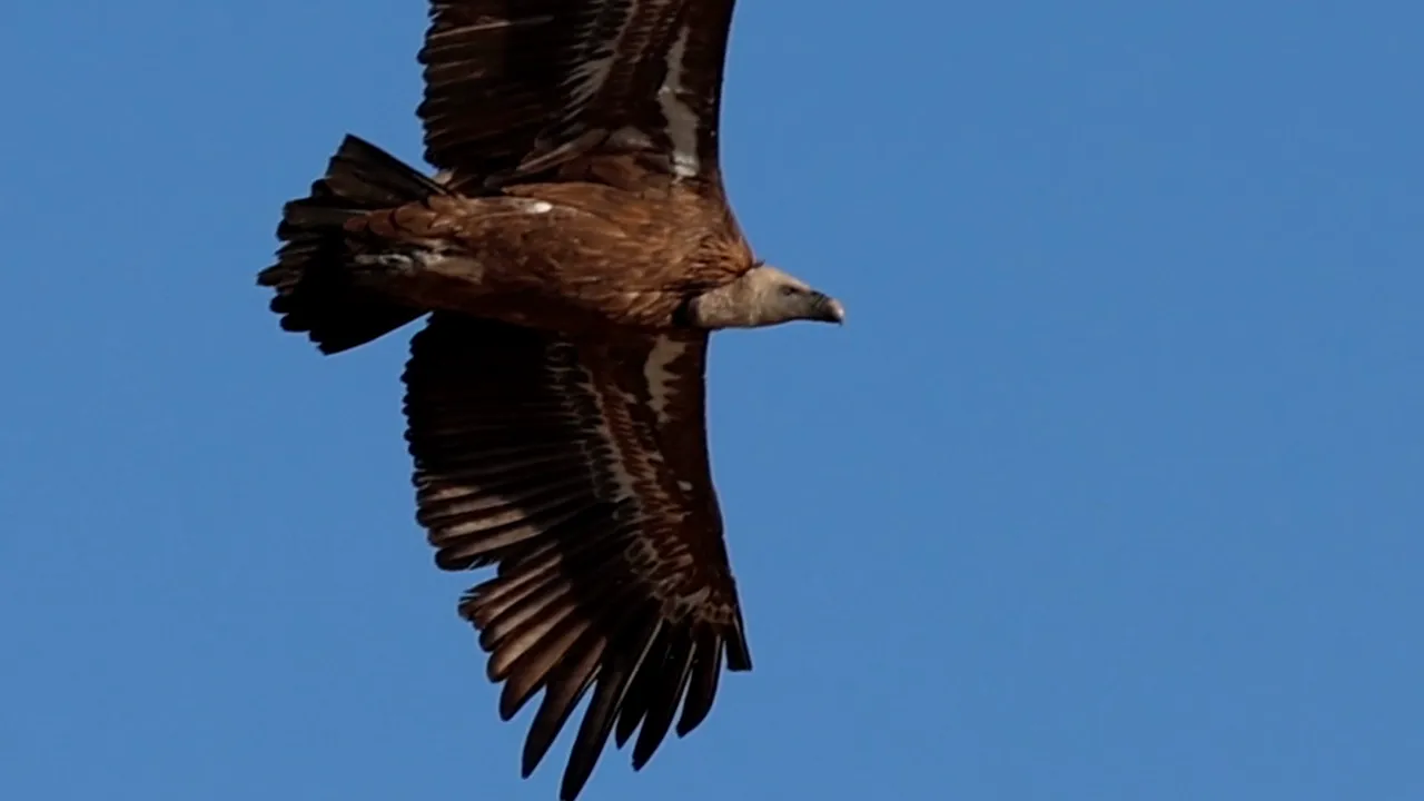Vulturul sur revine în România, după peste 70 de ani. Proiect de reintroducere în Munții Făgăraș