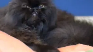 Incredibila voinţă de supravieţuire a unui pisoi: Motanul care a demonstrat că orice se poate dacă îţi doreşti cu adevărat - VIDEO