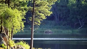 Alte cazuri ies la suprafaţă. Pădurar agresat într-un service auto din Suceava. Poliţiştii s-au autosesizat