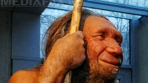 Oamenii de Neanderthal erau dreptaci şi înzestraţi probabil cu darul vorbirii