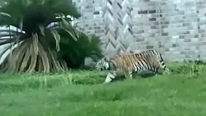 Cum a reuşit poliţia din Houston să prindă un tigru scăpat pe străzi