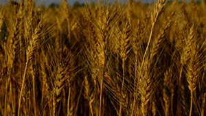 INS:Producţia agricolă a înregistrat scăderi la aproape toate culturile, în 2007