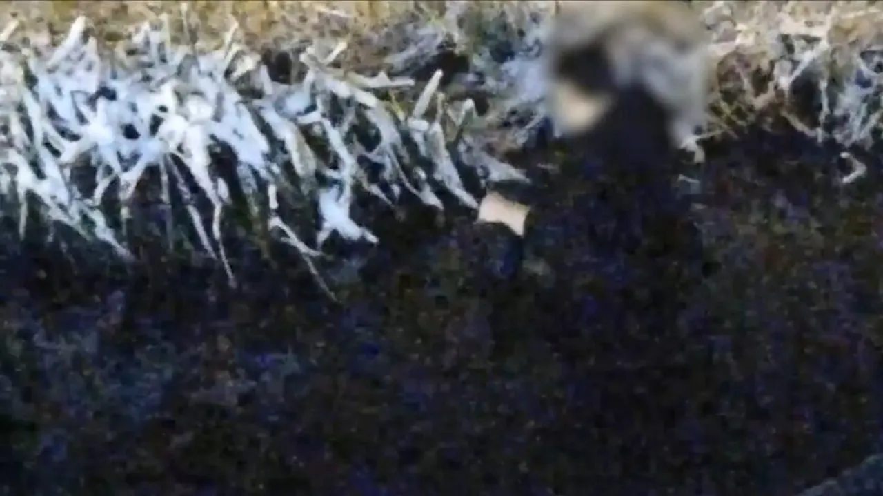 Un bărbat urmărit de o haită de câini a căzut într-un lac din Craiova, unde a rămas blocat în nămol