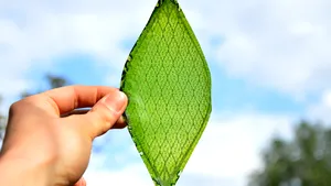 Prima frunză biologică sintetică ar putea permite oamenilor să colonizeze spaţiul - VIDEO