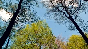 Prima temperatură negativă din această toamnă: Minus 0,1 grade Celsius, la Miercurea Ciuc