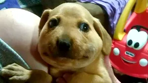 Ce trebuie să faci când câinele tău înghite o albină