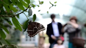 Expoziţia de fluturi tropicali vii de la Muzeul Antipa, prelungită până pe 18 august - FOTO