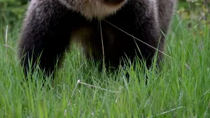 Atacul unui urs grizzly în Parcul Naţional Banff din Canada s-a soldat cu doi morţi