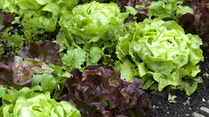 Cum vor oamenii de ştiinţă să cultive salată pe Marte. Proiectul care ar putea ajuta aşezările umane ce vor coloniza planeta roşie