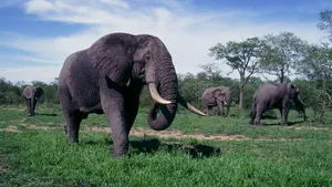 Misterul morţii a 350 de elefanţi din Botswana a fost elucidat: apa otrăvită i-a ucis