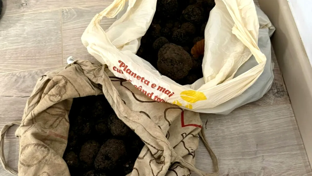 Suceava: Trufe în valoare de 10.000 de lei, recoltate ilegal, confiscate de jandarmi