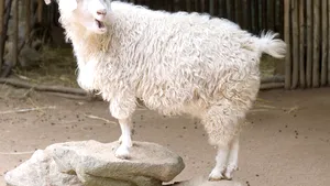 Gap, Zara şi H&M, printre companiile care renunţă la mohair, după ce PETA a publicat imagini tulburătoare surprinse în 12 crescătorii de capre de Angora 