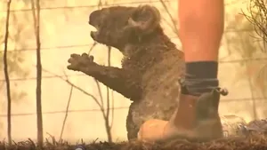 Imagini dramatice din Australia: O femeie îşi riscă viaţa pentru a salva un urs koala din mijlocul flăcărilor devastatoare - VIDEO