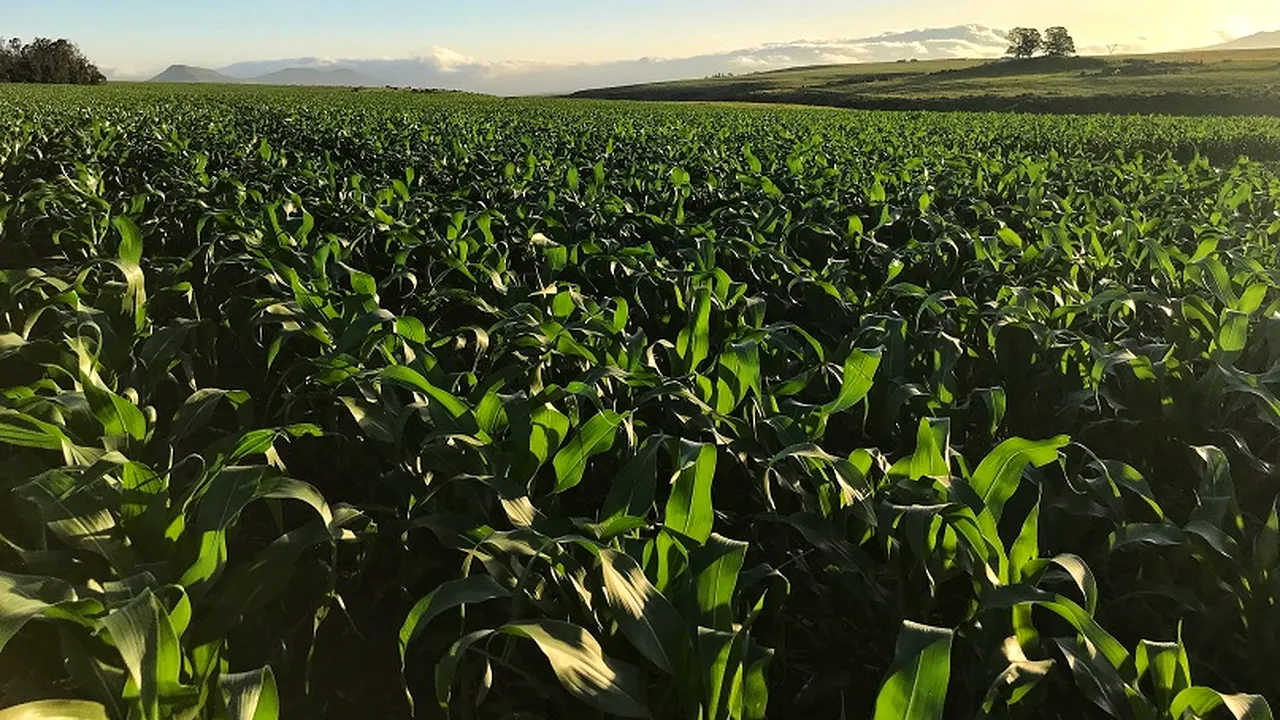 Cum gestionează fermierii români practicile de management al apei în agricultură