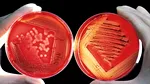 Nu e magie! Oamenii de știință anunță că sunt la un pas să producă alimente din aer cu ajutorul unor bacterii