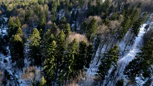 21 Martie. Ziua internaţională a pădurilor. Cum este văzut evenimentul în social media. Pădurile din toată lumea, adunate în hashtag-ul pe Instagram #Forest